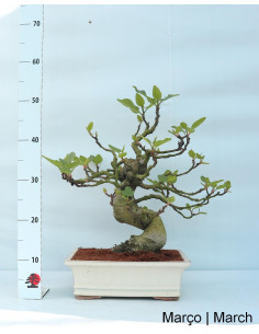 Ficus Bonsai im Alter von 23 Jahren 2