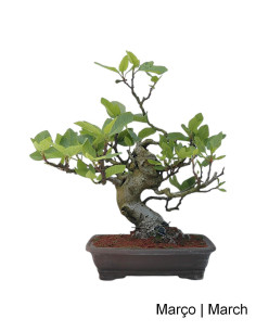 Figueira Bonsai de 36 anos