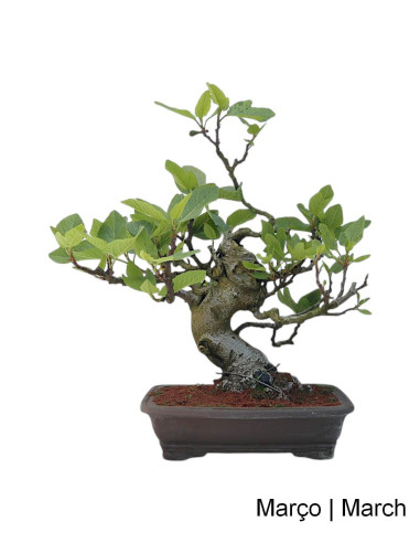 Figueira Bonsai de 36 anos