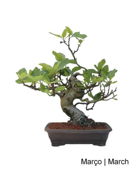 Higuera Bonsai de 36 años