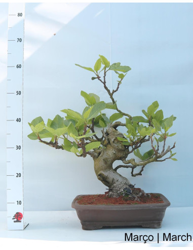 Figueira Bonsai de 36 anos
