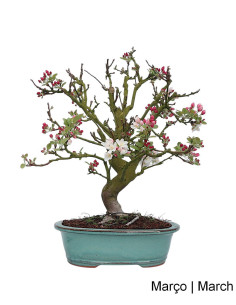 Macieira "Everest" Bonsai de 27 ans