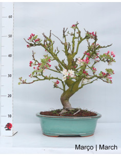 Melo "Everest" Bonsai di 27 anni 2