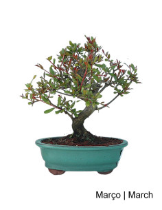 Romazeira Nejikan Bonsai of 21 years