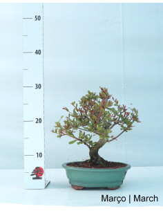 Romazeira Nejikan Bonsai of 21 years 2