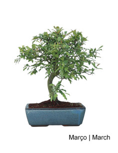 Prunus Spinosa Bonsai di 12 Anni