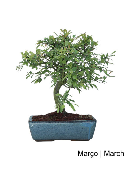 Prunus Spinosa Bonsai of 12 Years
