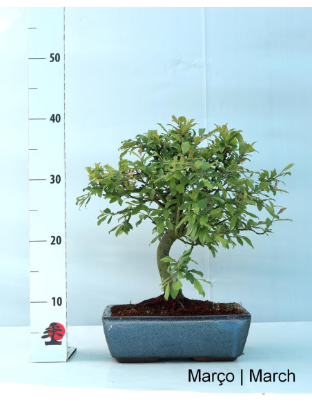 Prunus Spinosa Bonsai di 12 Anni