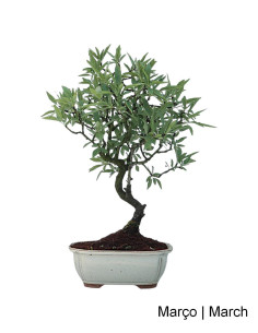 Amandier Bonsai de 2012