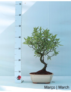 Amandier Bonsai de 2012 2