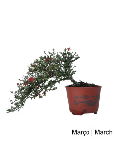 Chaenomeles Speciosa Bonsai del 1993