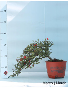 Chaenomeles Speciosa Bonsai del 1993 2