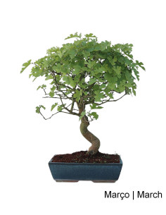 Amoreira Bonsai von 17 Jahren