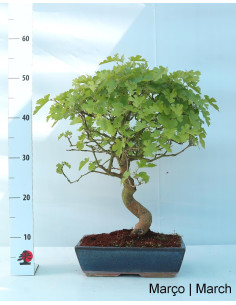 Amoreira Bonsai von 17 Jahren 2