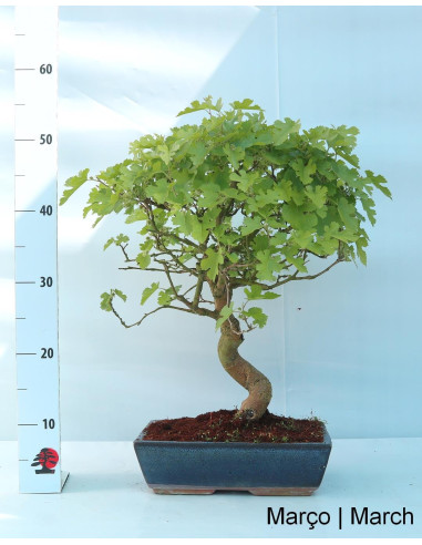 Amoreira Bonsai de 17 Anos