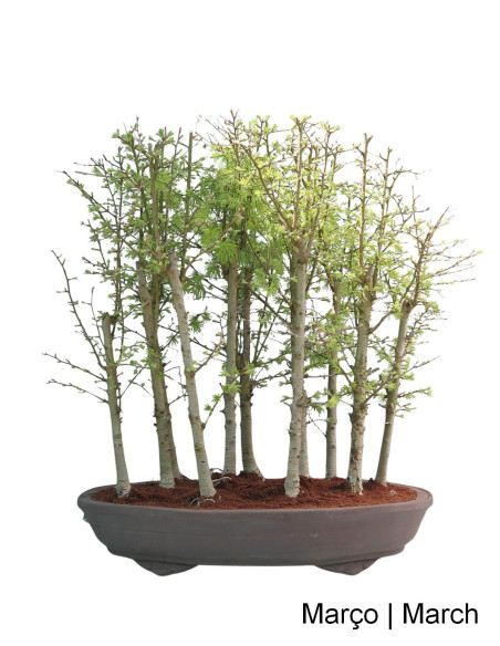 38-year-old Pseudolarix Bonsai