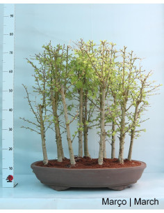 Pseudolarix Bonsai von 38 Jahren 2
