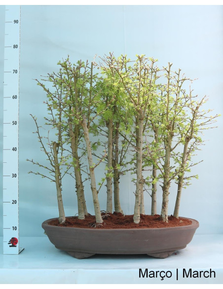 38-year-old Pseudolarix Bonsai