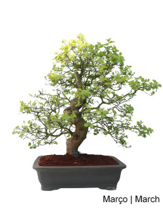 Amoreira Bonsai di 36 Anni