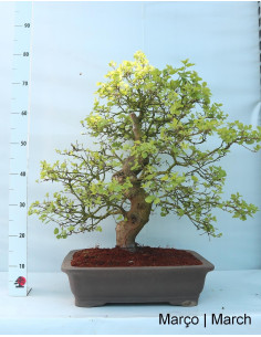 Amoreira Bonsai di 36 Anni 2