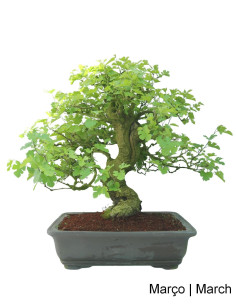 Amoreira Bonsai von 36 Jahren