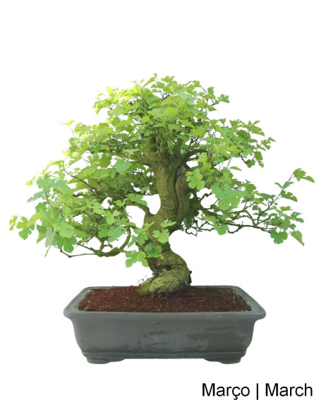 Amoreira Bonsai de 36 años