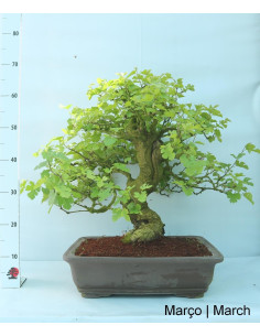 Mulberry Bonsai tree, 36 years old 2