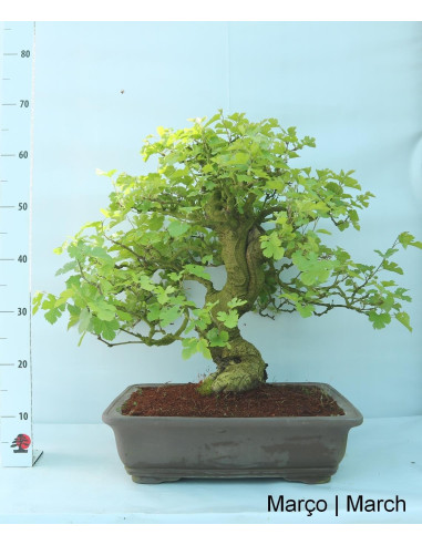 Amoreira Bonsai de 36 años