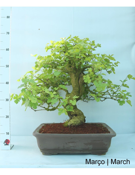Amoreira Bonsai de 36 años