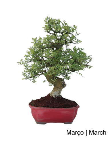 Fraxinus Bonsai de 23 anos