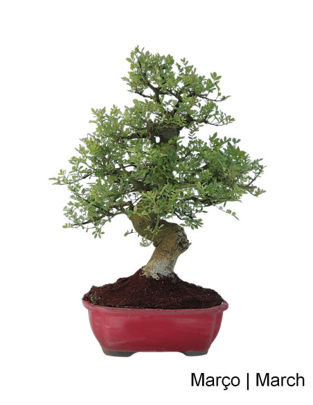 Fraxinus Bonsai de 23 anos