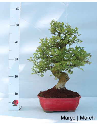 Fraxinus Bonsai de 23 anos