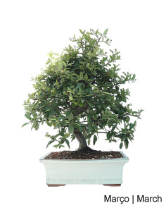 Pyracantha Bonsai 23 years old