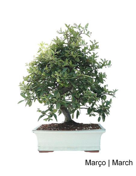 Pyracantha Bonsai di 23 anni