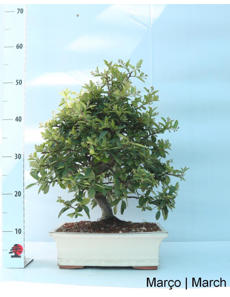 Pyracantha Bonsai de 23 años
