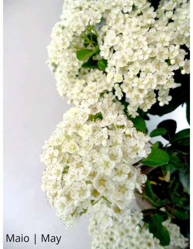 Pyracantha Bonsai de 23 años