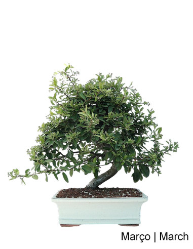 Pyracantha Bonsai de 23 años