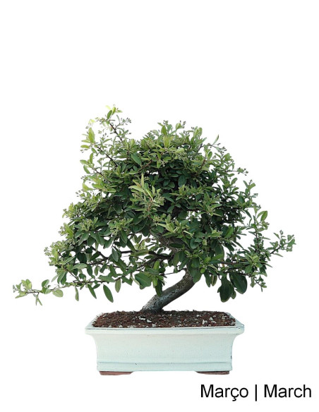Pyracantha Bonsai de 23 años