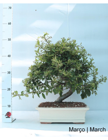 Pyracantha Bonsai de 23 años