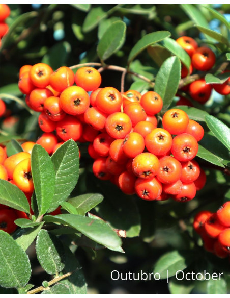 Pyracantha Bonsai de 23 años