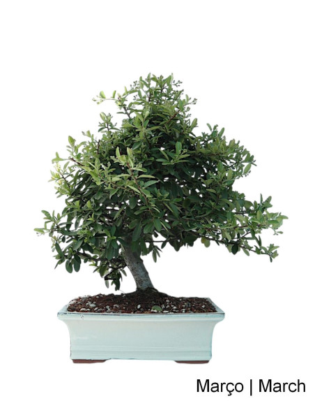 Pyracantha Bonsai 23 years old