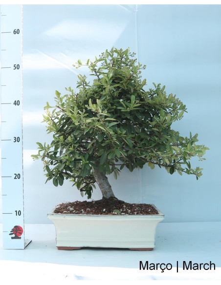 Pyracantha Bonsai 23 years old