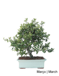 Pyracantha Bonsai di 23 anni