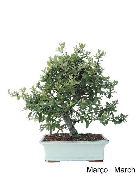 Pyracantha Bonsai de 23 años