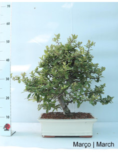 Pyracantha Bonsai di 23 anni 2