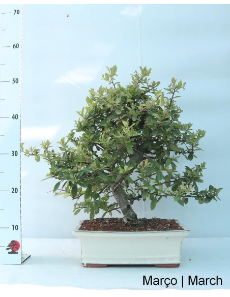 Pyracantha Bonsai de 23 años