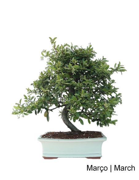 Pyracantha Bonsai 23 years old