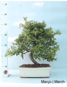 Pyracantha Bonsai 23 years old 2
