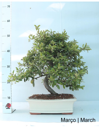 Pyracantha Bonsai 23 years old