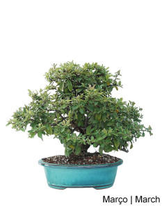 Pyracantha Bonsai von 27 Jahren